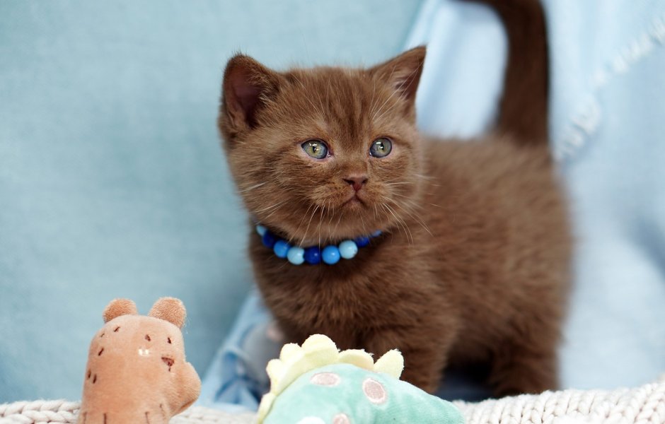 Красивые имена для шоколадный котенка девочки Британская