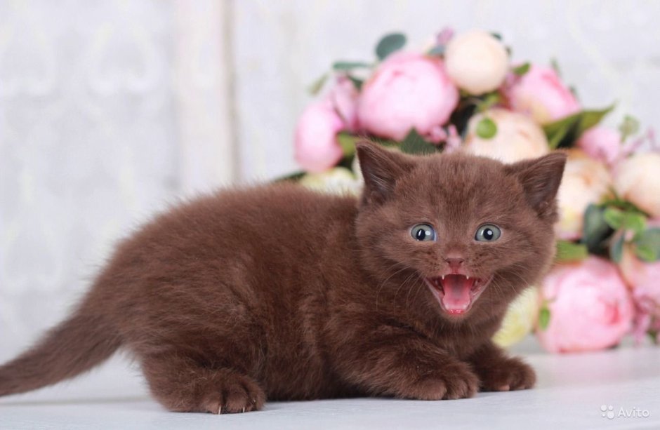 Манчкин кот шоколадный