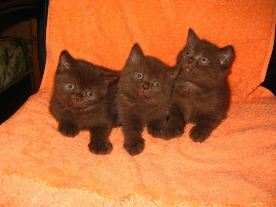 Шоколадный британец котенок