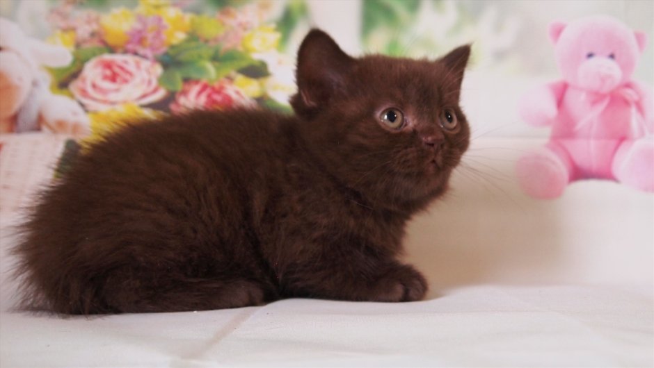 Пушистый циннамон британец