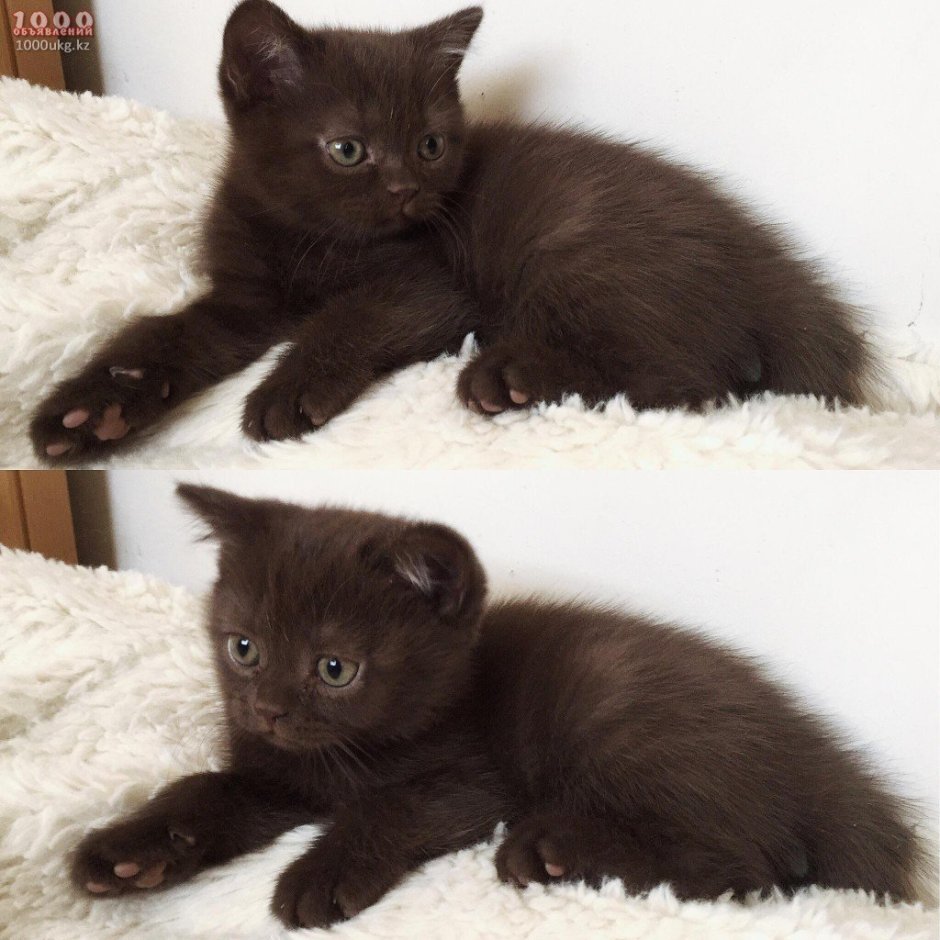 Бурма циннамон