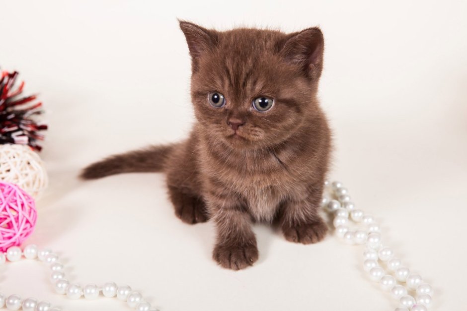 Обои на рабочий стол шоколадный британец обои