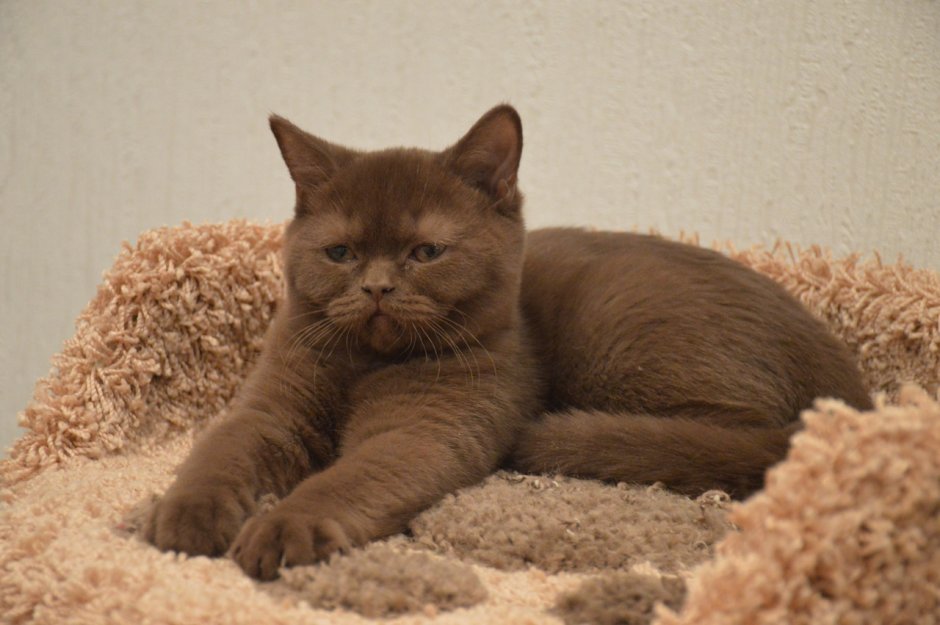 Шоколадный котенок британец 3 месяца