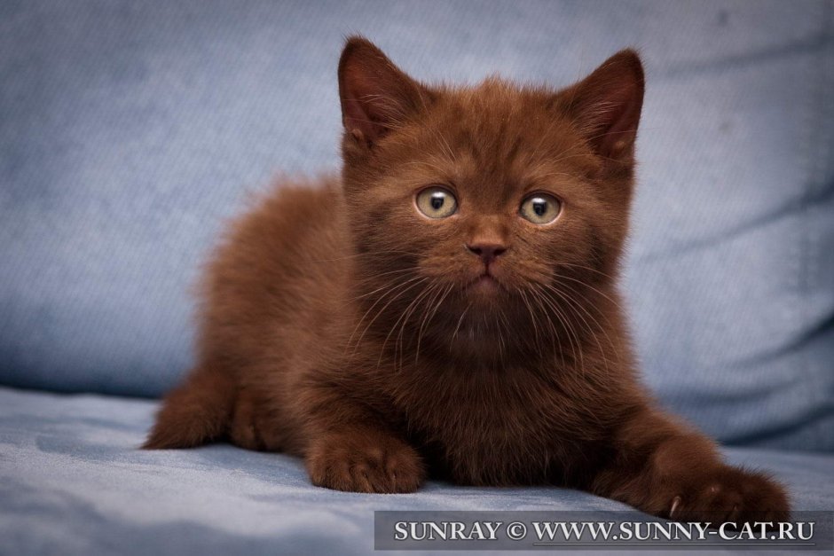 Шоколадный котенок арт