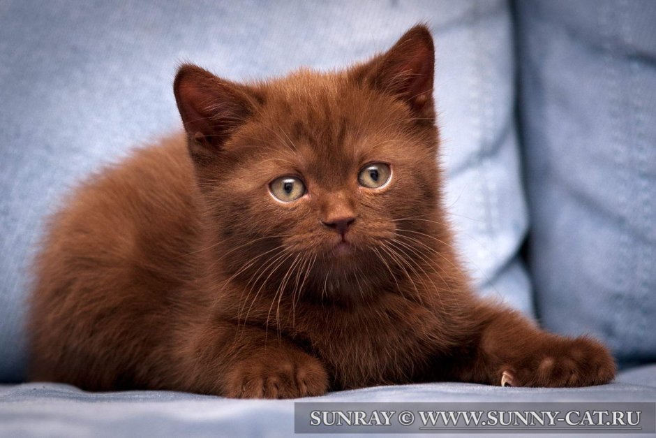 Светло коричневый котенок