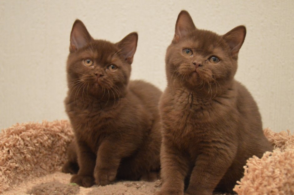 Шоколадный британец кот