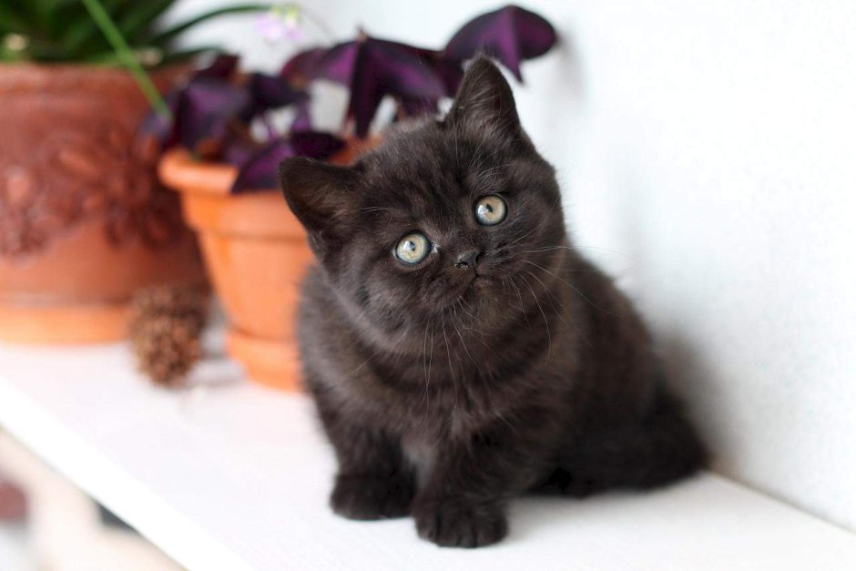 Циннамон британец