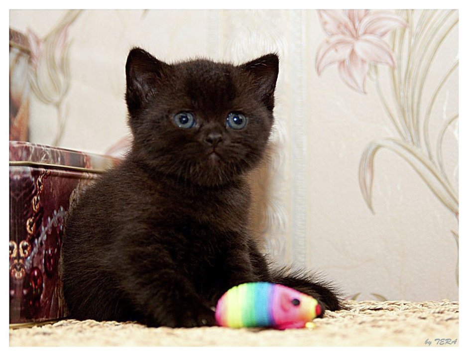 Шоколадный британец кот