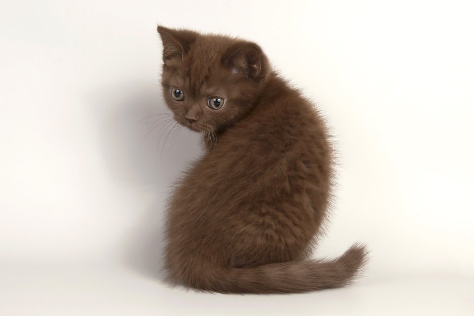 Йоркская Шотландская кошка