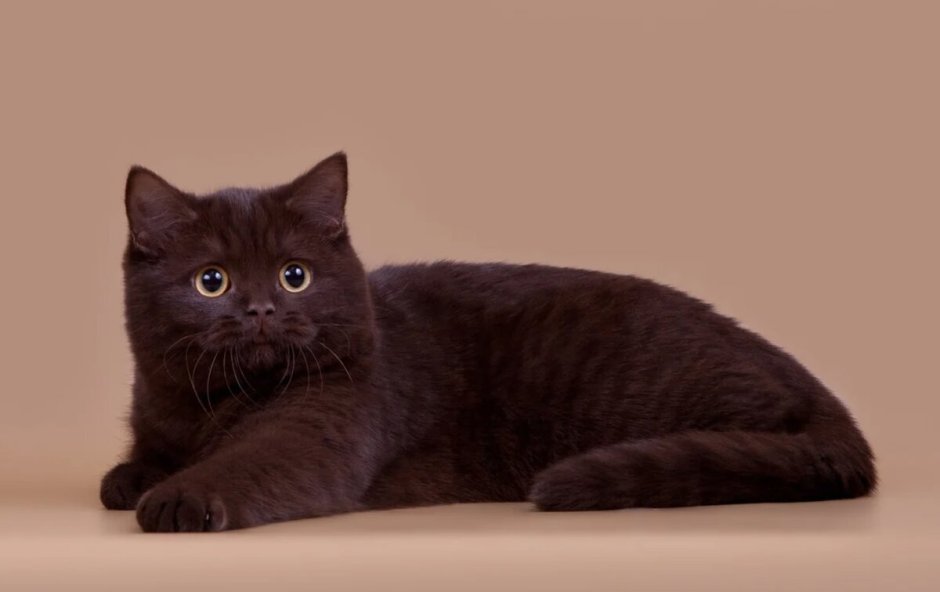 Фото котят пушистых шоколадных