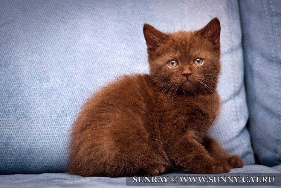 Британские шоколадные котята девочки