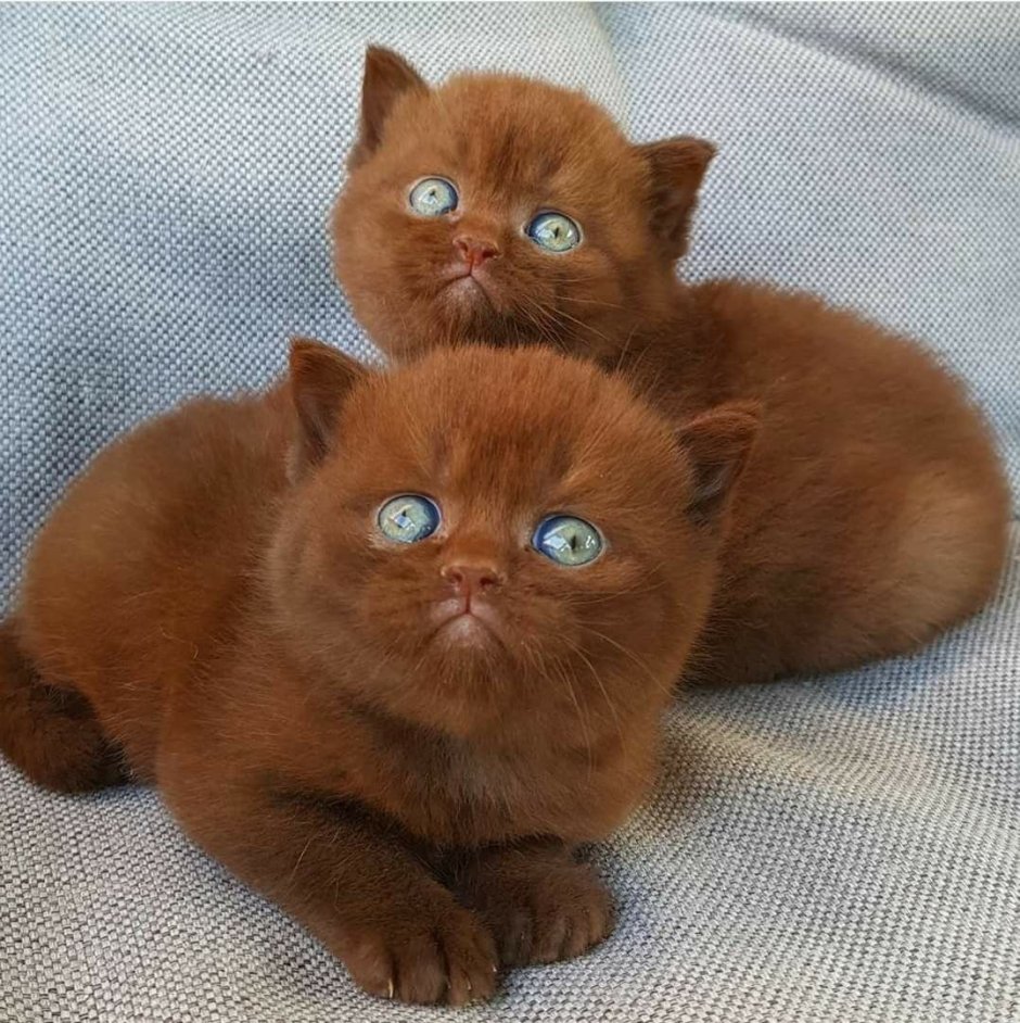 Шоколадный британец котенок