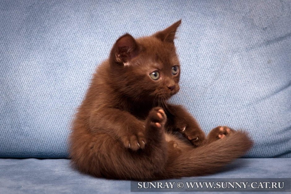 Коричневый кот с голубыми глазами
