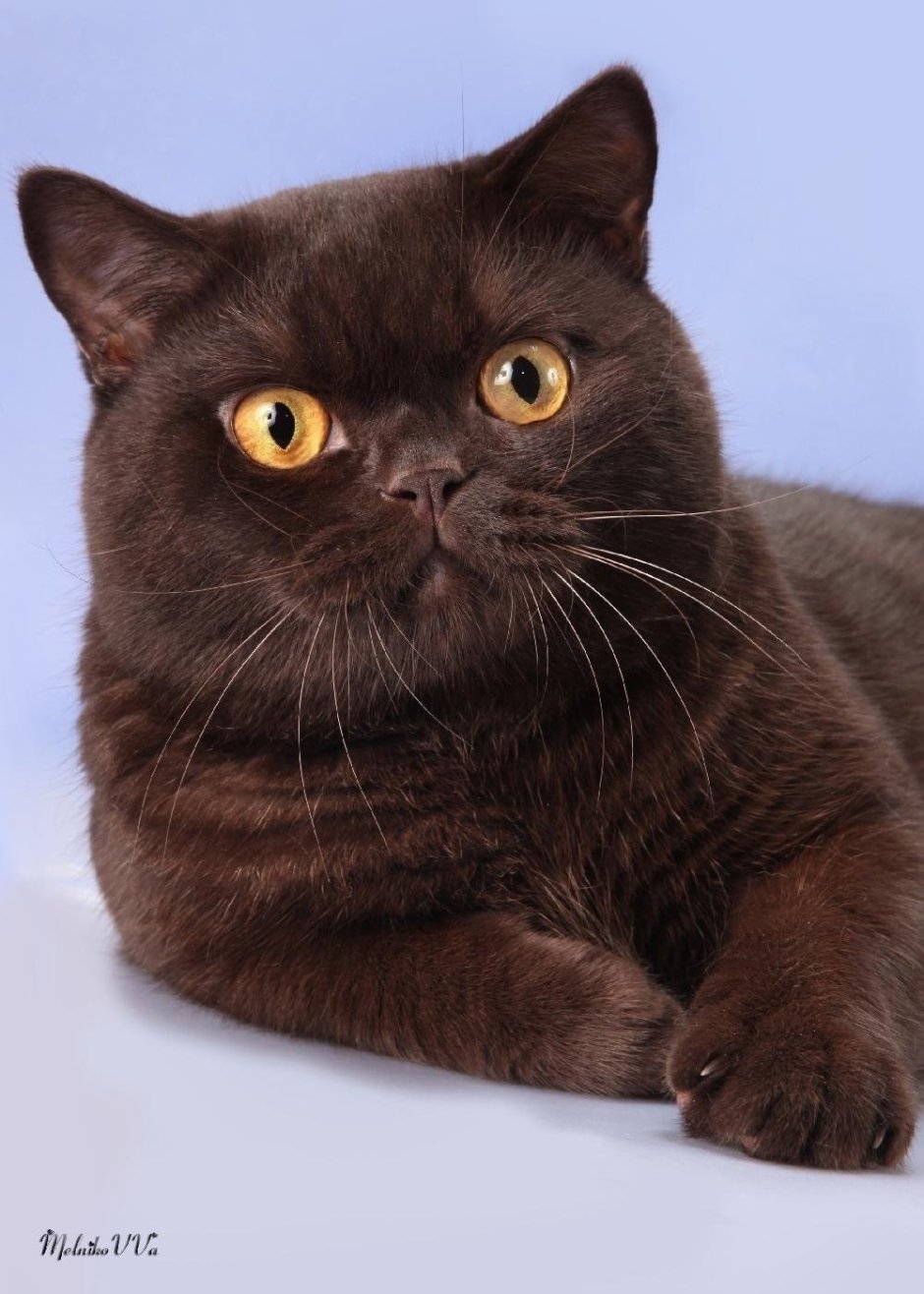 Британцы рыже коричневые