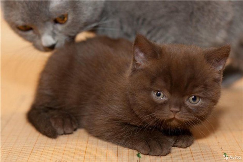 Бурма циннамон