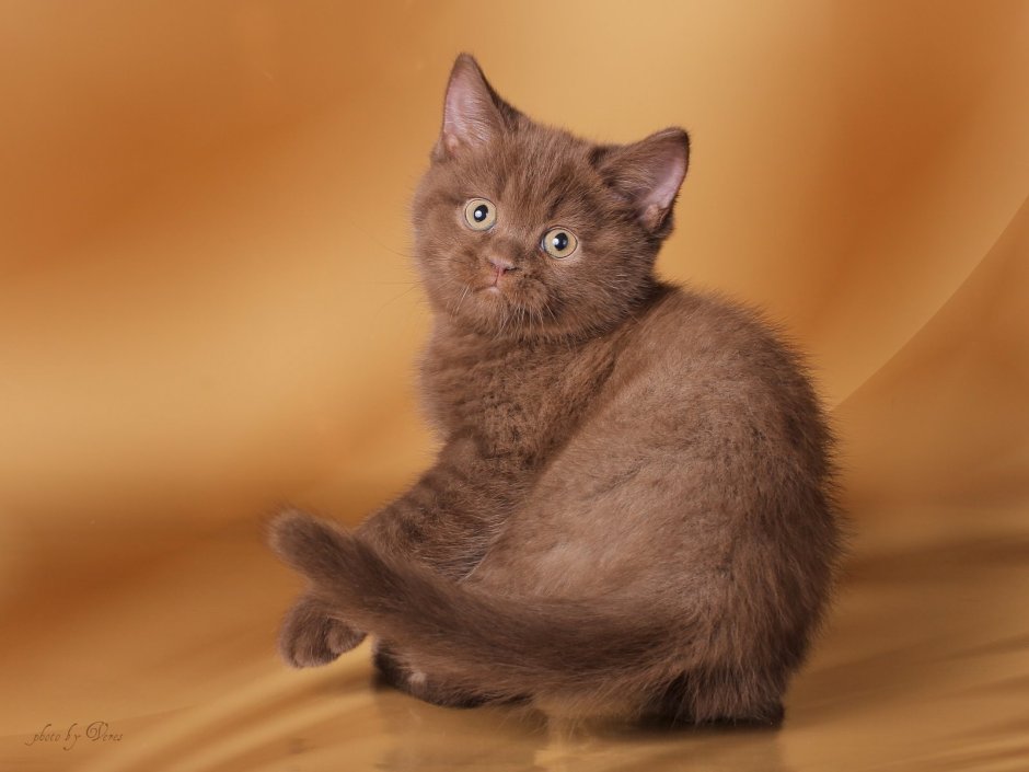 Британская короткошёрстная кошка шоколад