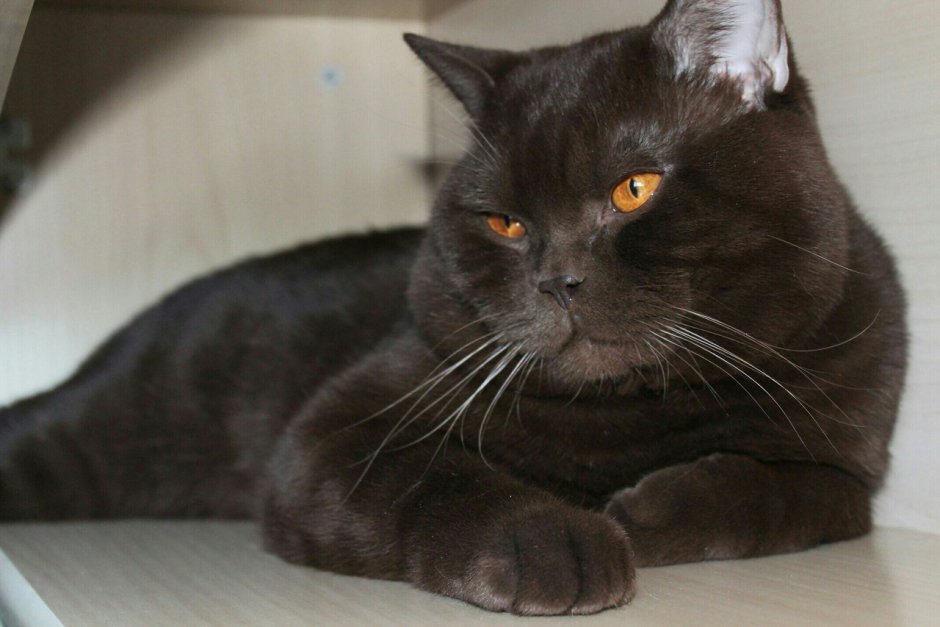 Британские короткошерстные котята коричневые