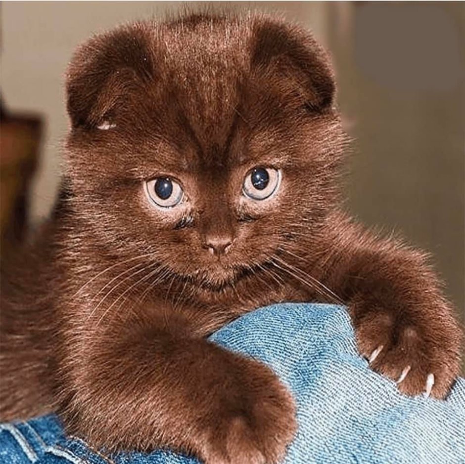 Циннамон экзот