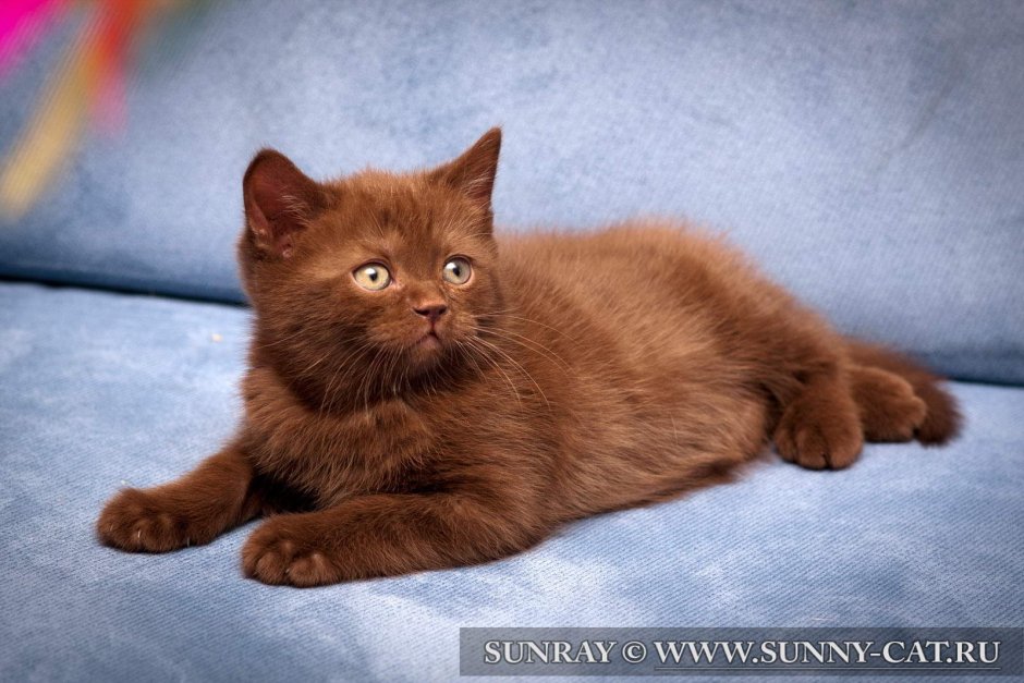 Шоколадный британец котенок