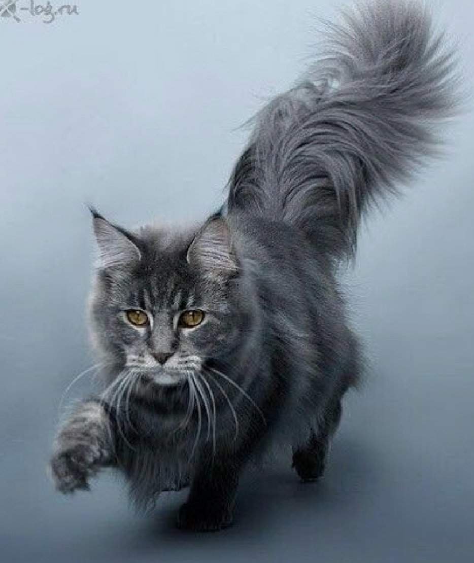 Кот Мейн кун серый