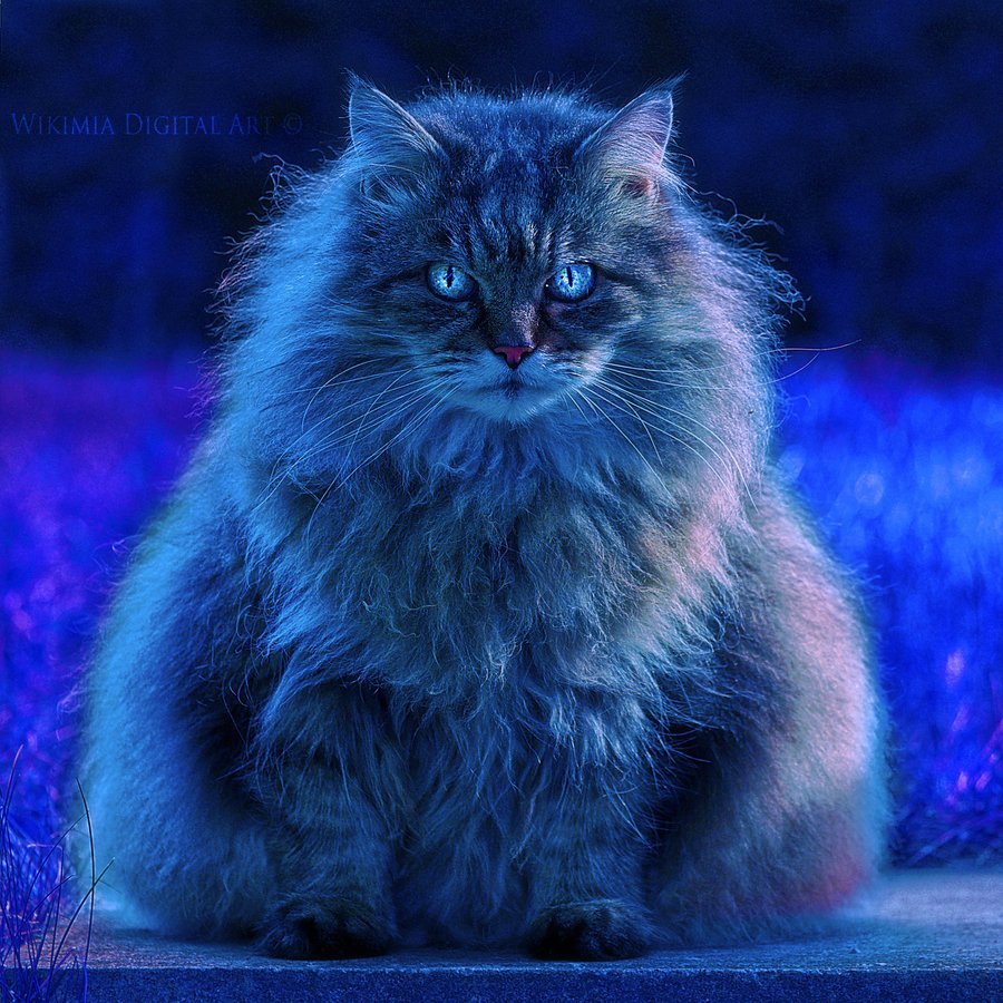 Пушистая кошка