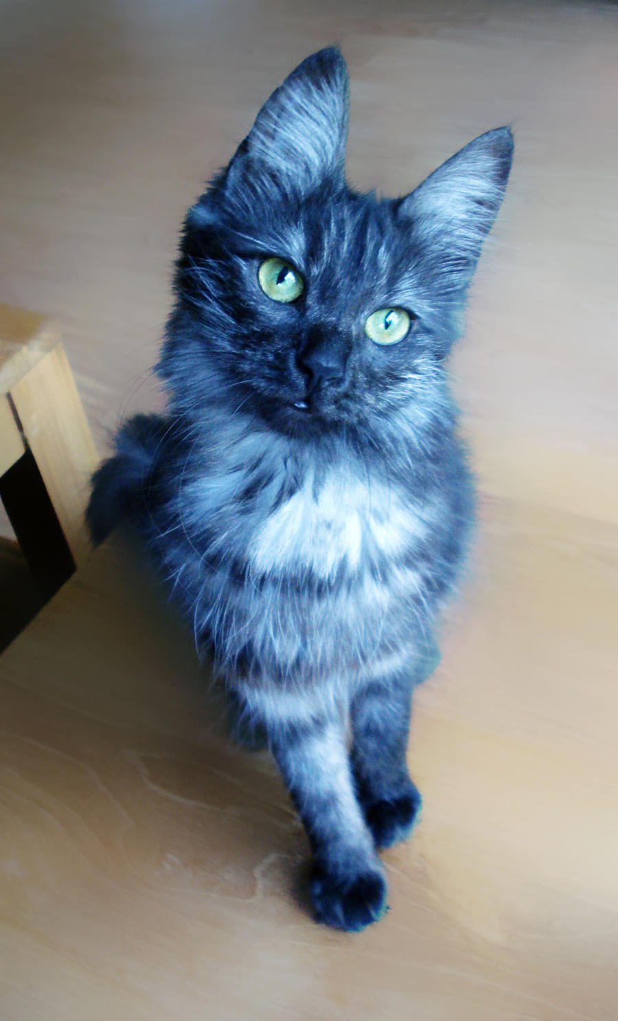 Кот с голубой шерстью