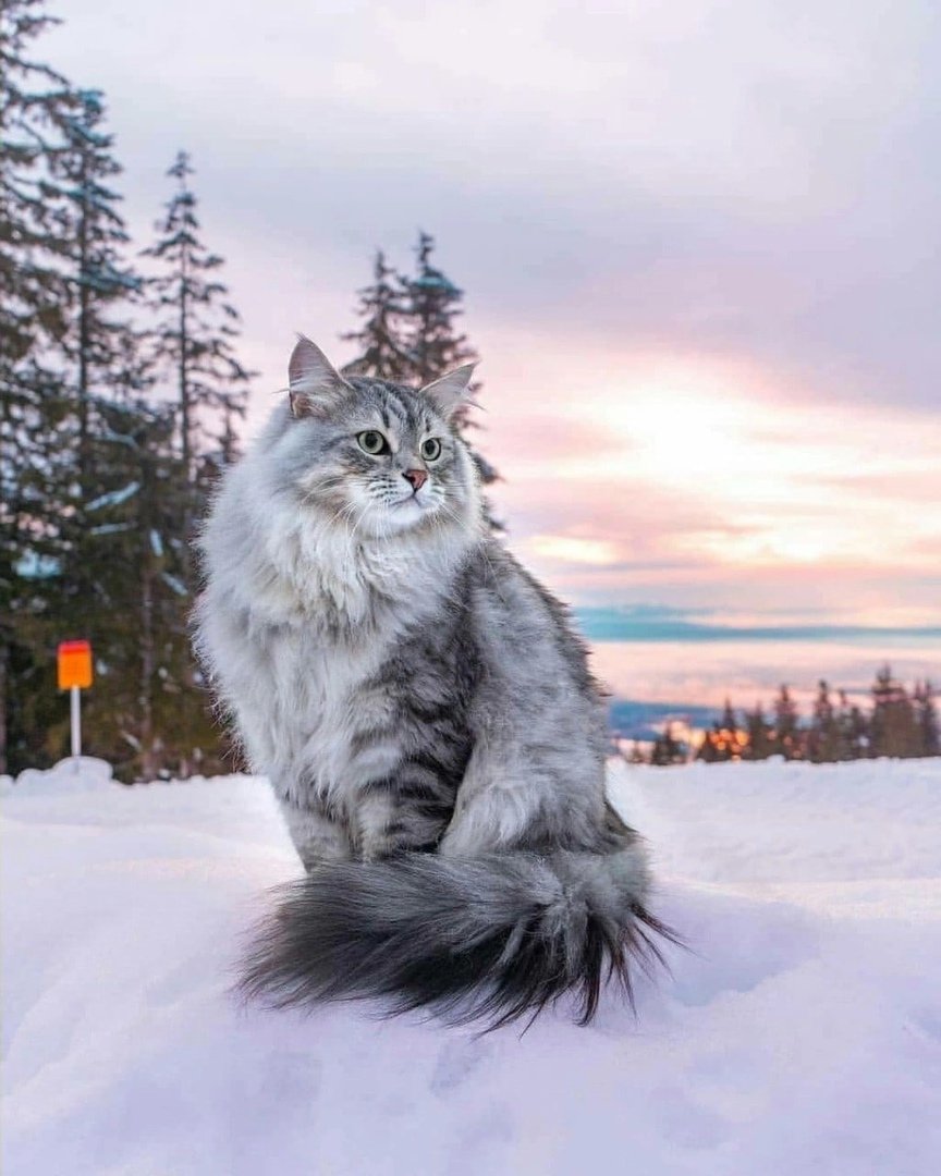 Сибирский кот зимой