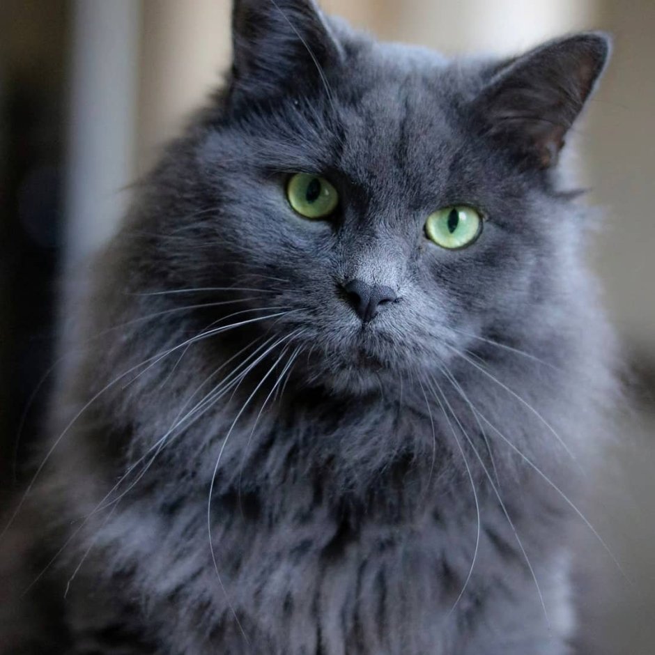 Нибелунг порода кошек