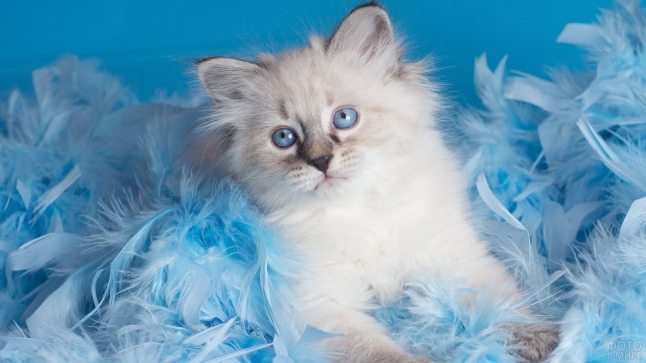 Невская маскарадная голубоглазая