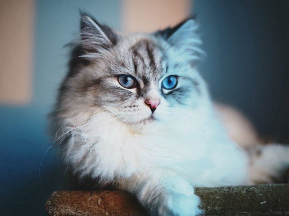 Сибирская кошка голубоглазая