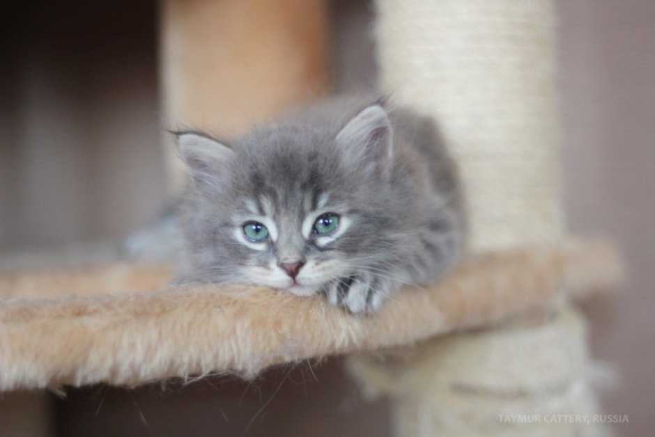 Сибирская дымчатая голубая кошка