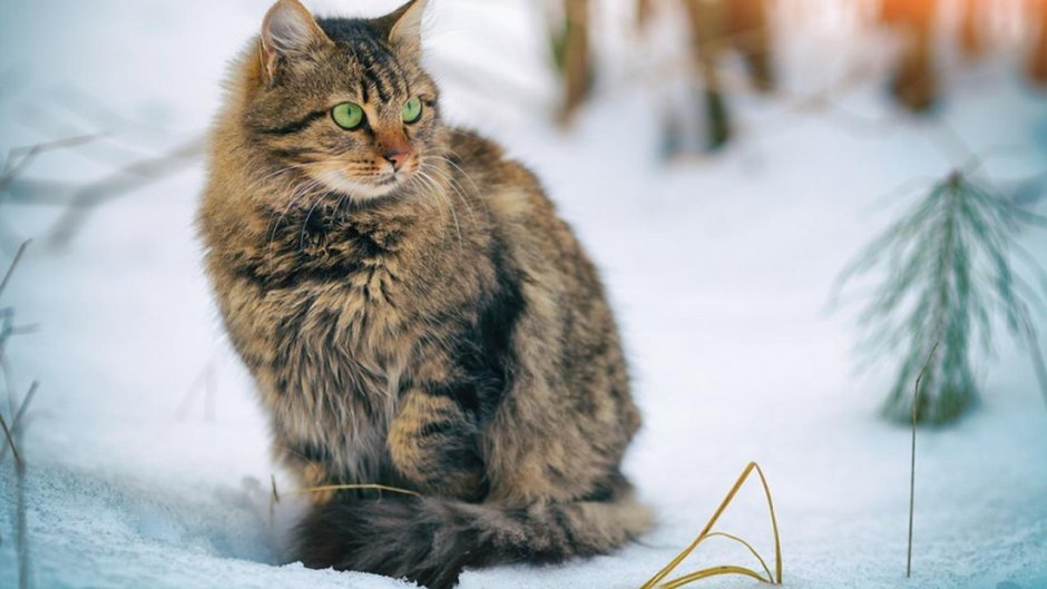 Сибирский кот в весеннем лесу