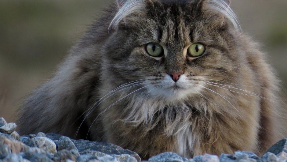 Сибирский кот серый