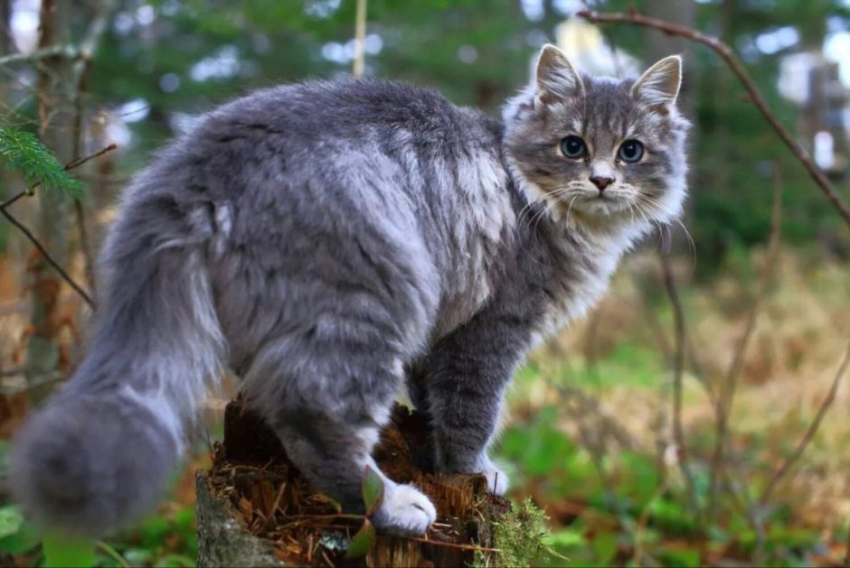 Сибирский Лесной кот серый