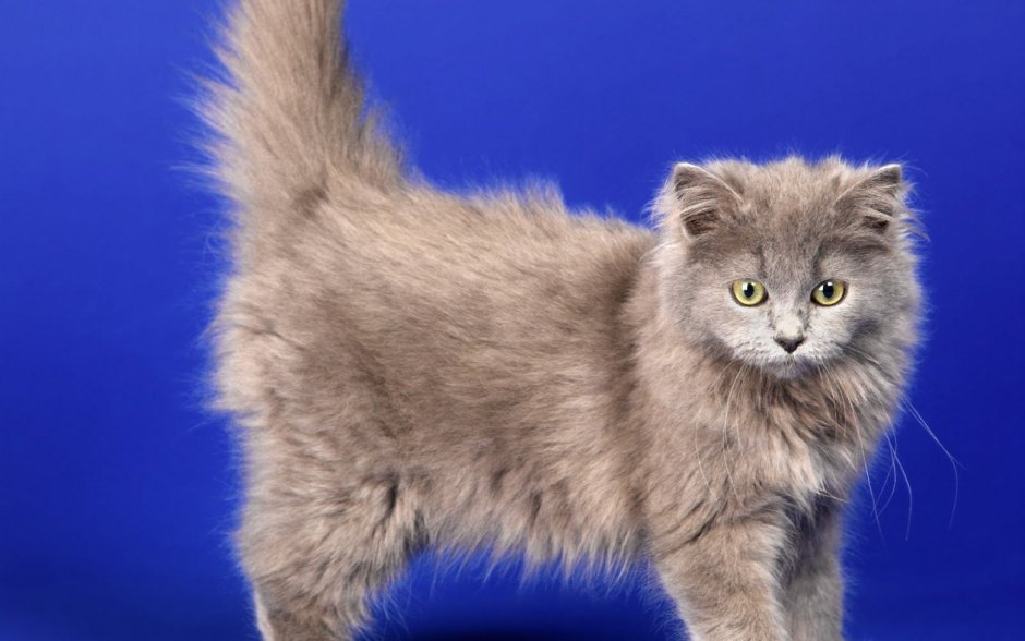 Красивые пушистые котята