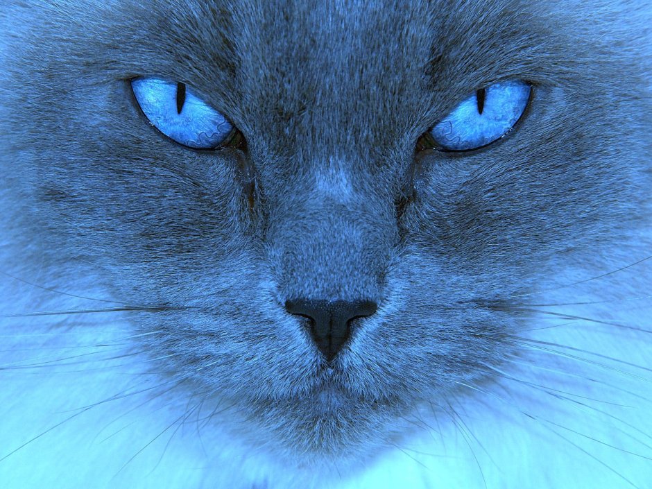 Серая кошка с голубыми глазами