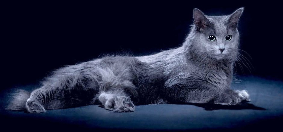 Русская голубая кошка длинношерстная