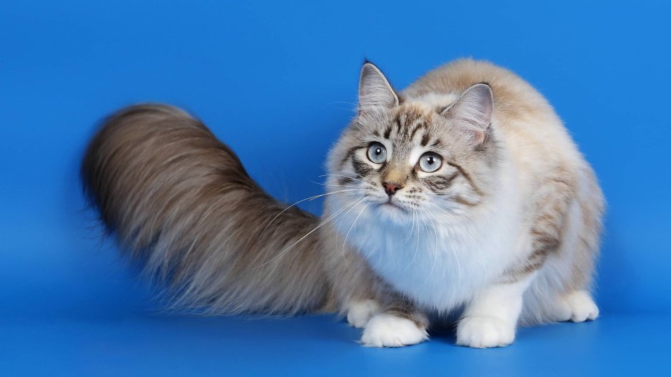 Рэгдолл и рагамаффин