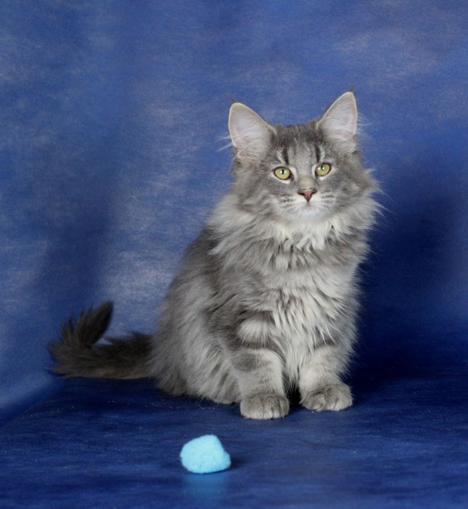 Норвежская Лесная дымчато голубая