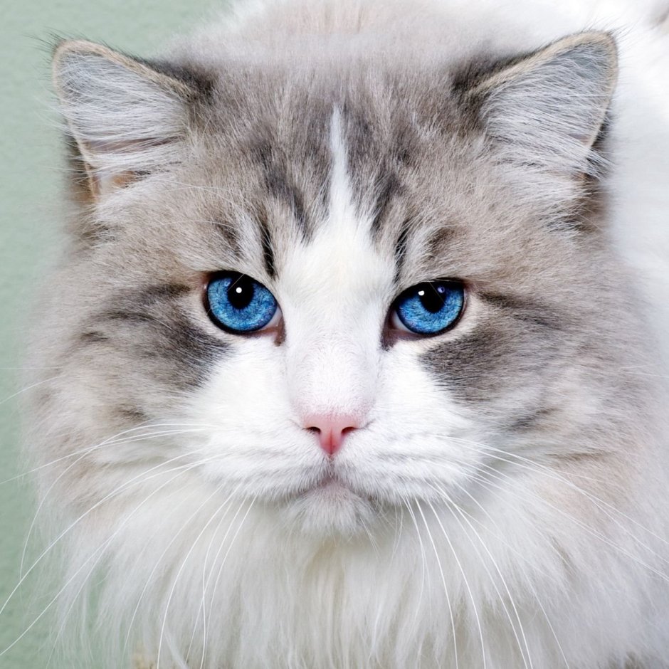 Охос азулес длинношерстный