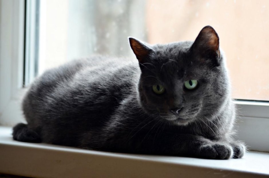 Кошки Британская помесь зеленоглазая