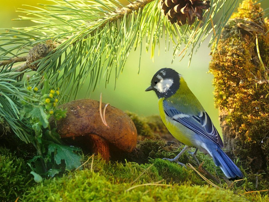 Живая природа птицы