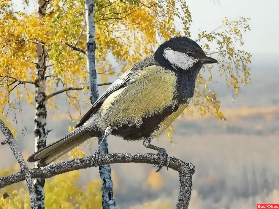 Blue Titmouse