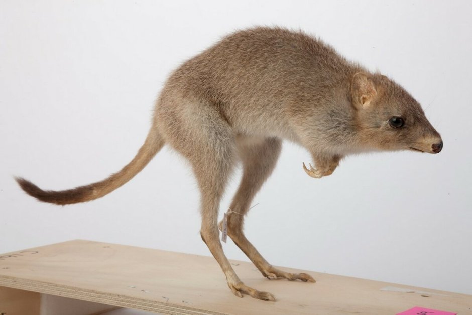 Сумчатый волк (†Thylacinus cynocephalus