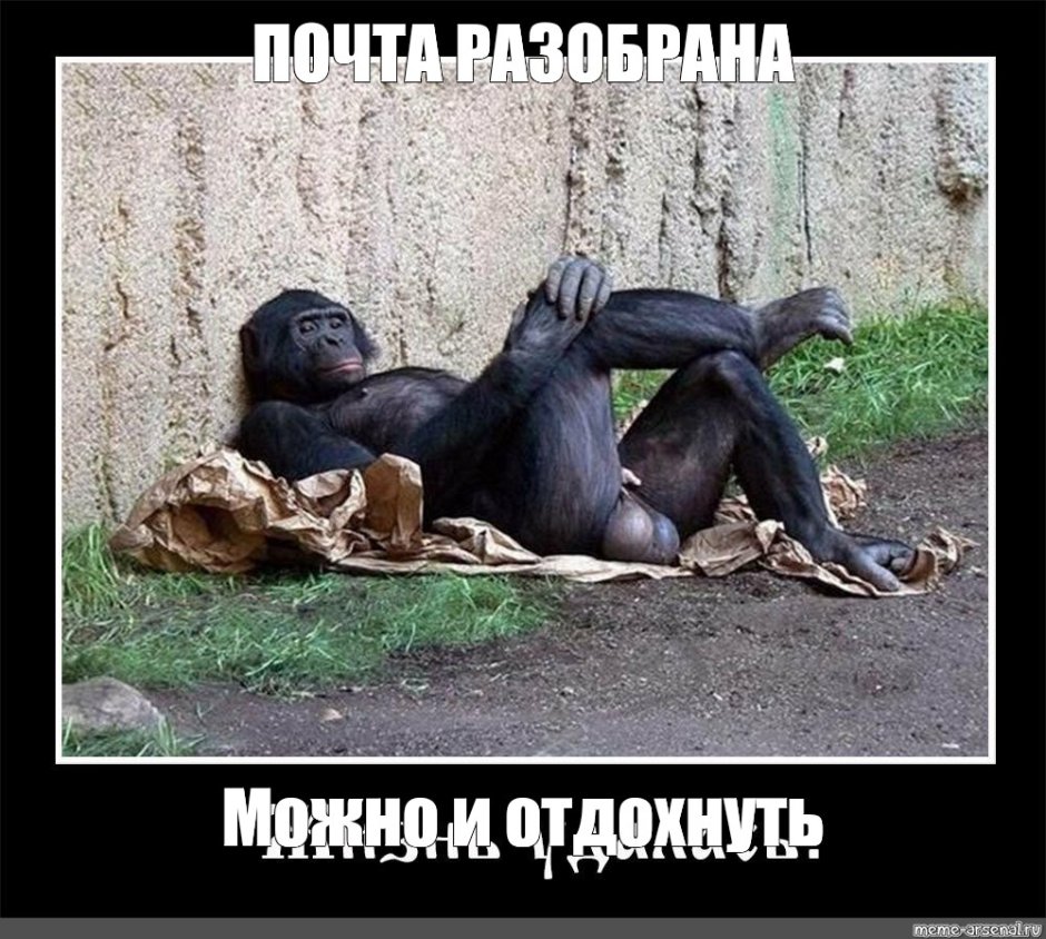 Обезьяна Роберт Роберт