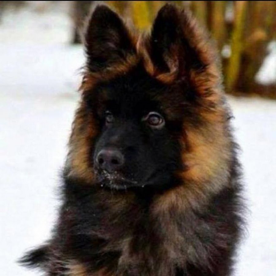 Немецкая овчарка длинношерстная