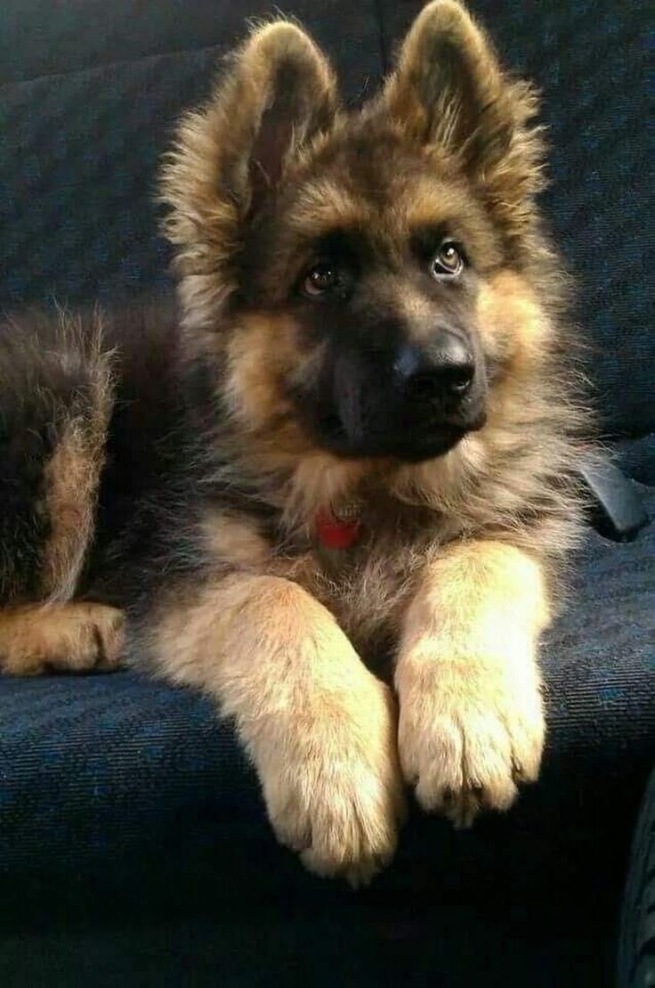 Щенок немецкой овчарки 3 месяца пушистый