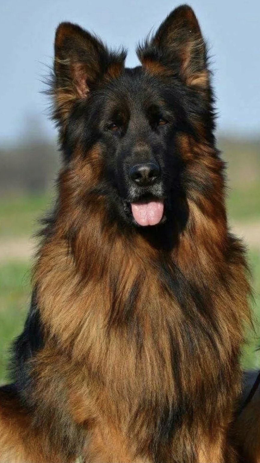Немецкая овчарка лохмач