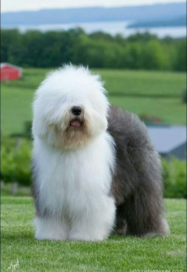 Мохнатая овчарка порода