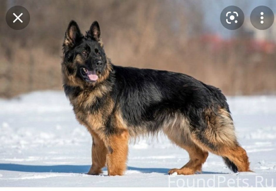 Немецкая овчарка длинношерстная